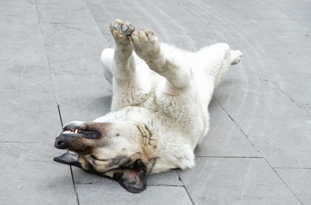 Perro sin hogar solitario durmiendo en la acera en pose divertida