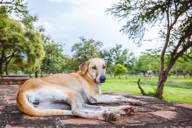 Perro sin hogar tirado en la pared de ladrillo