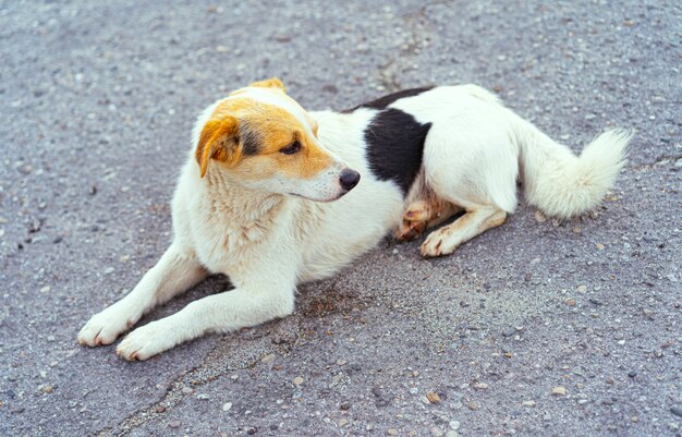 Perro sin hogar yace en el suelo