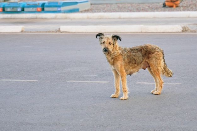 Perro sin hogar