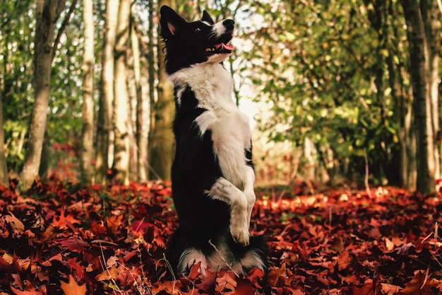 Foto perro en las hojas de otoño en el campo