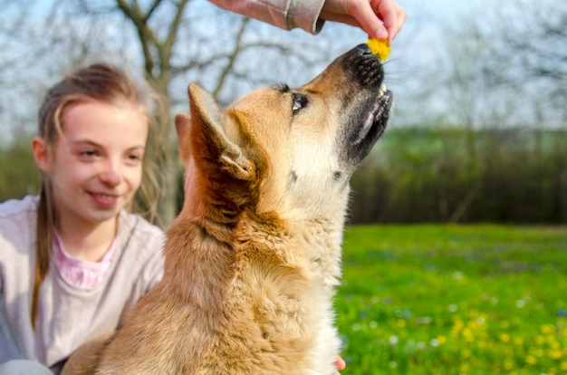 Foto perro huele el aroma de la flor del diente de león en el parque