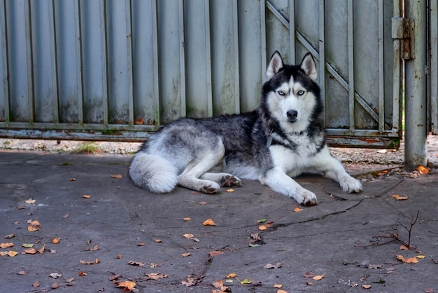 El perro Husky se acuesta cerca de la cerca y mira la cámara