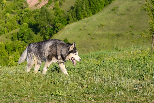 Un perro husky adulto camina en un prado sobre la hierba verde