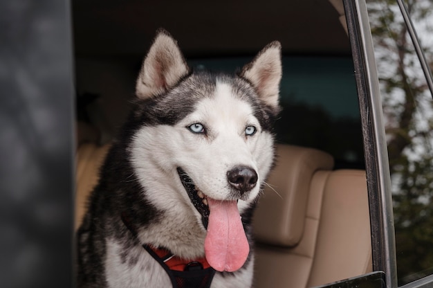 Foto perro husky asoma la cabeza por la ventana mientras viaja en coche