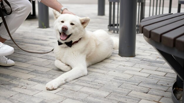 Foto perro husky blanco perro husky con una pajarita