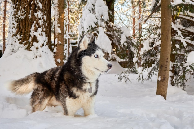 Perro husky en bosque soleado de invierno cubierto de nieve Diversión al aire libre de invierno con husky siberiano