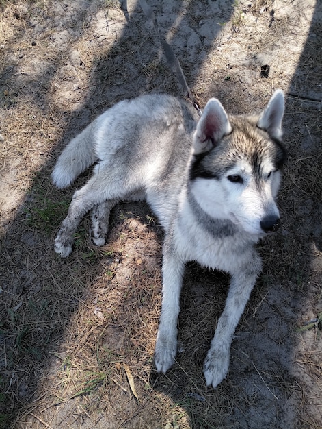 Un perro husky en el bosque.