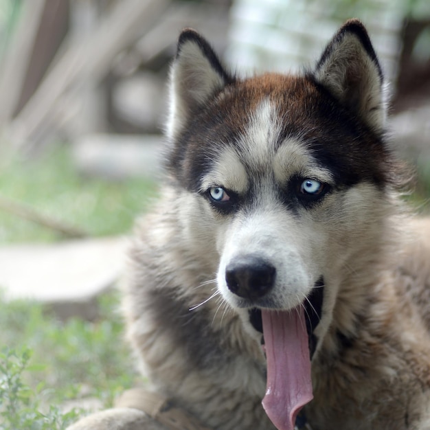 El perro husky bostezando a los rayos del sol el perro somnoliento bostezando graciosamente con la boca abierta y la lengua larga