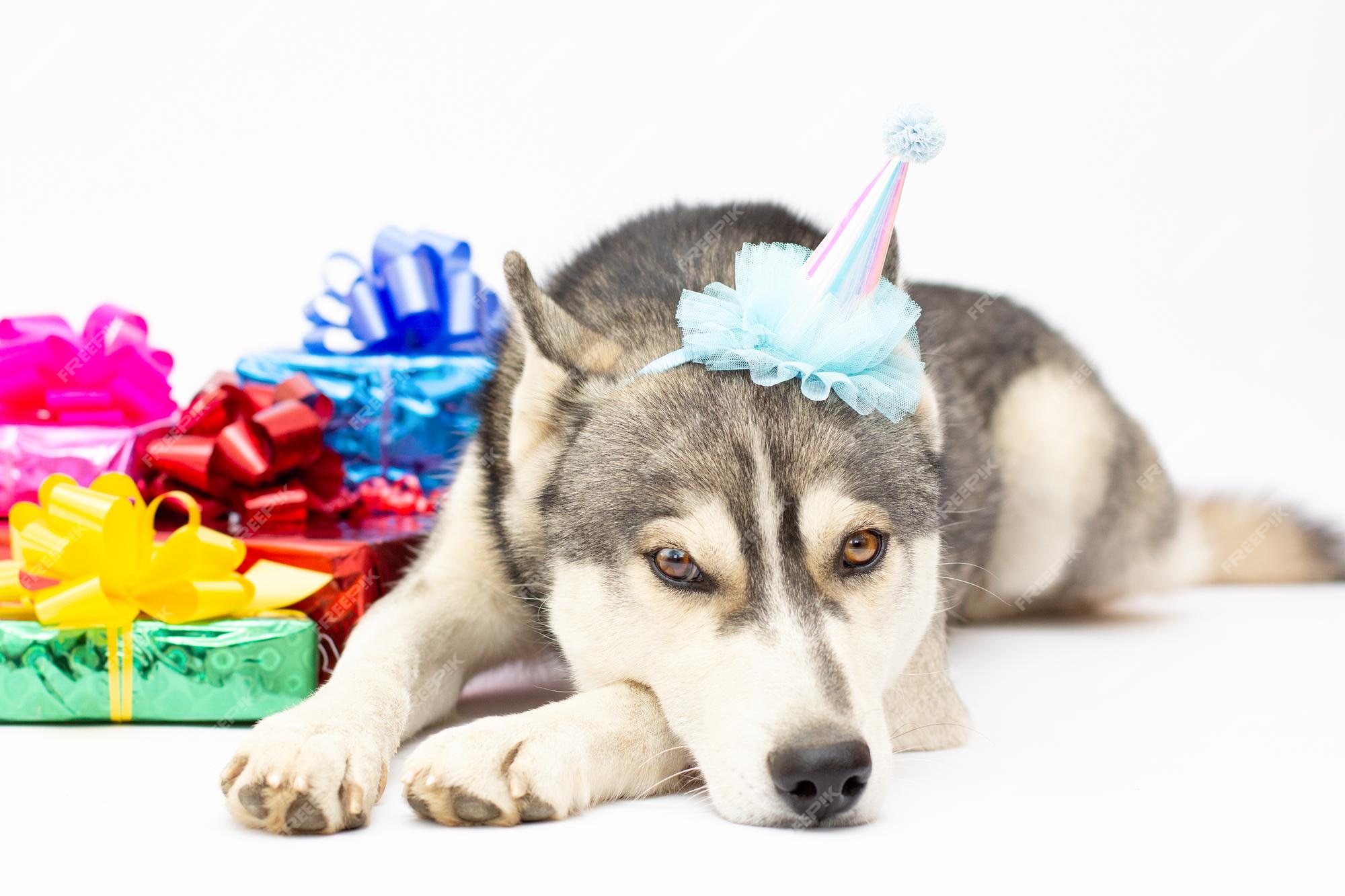 sexo de repuesto Etapa Perro husky con cajas de regalo presentes, mascota animal de vacaciones sobre fondo blanco. | Foto Premium sexo de repuesto Etapa Perro husky con cajas de regalo presentes, mascota animal de vacaciones sobre fondo blanco. | Foto Premium