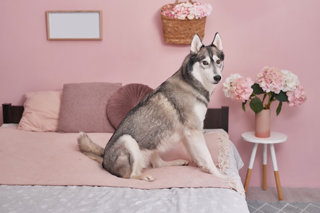 Perro Husky en la cama en el interior de rosa. Concepto de hotel para animales.