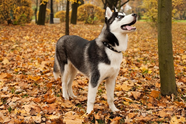 Perro husky caminando en un parque al aire libre