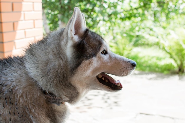 Perro husky cerca de la casa gris.