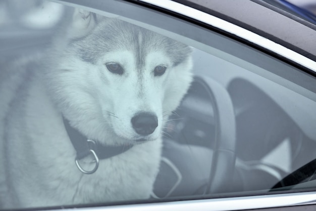 Perro husky en coche
