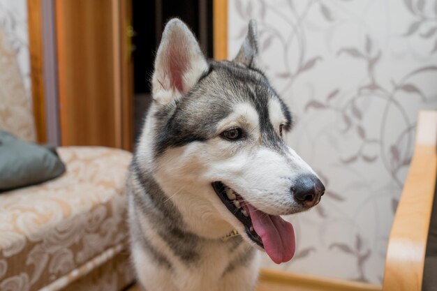 Un perro husky en la cocina del apartamento.