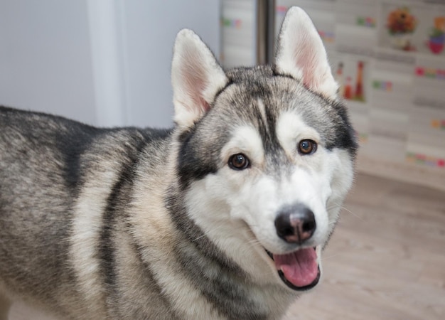 Un perro husky en la cocina del apartamento.