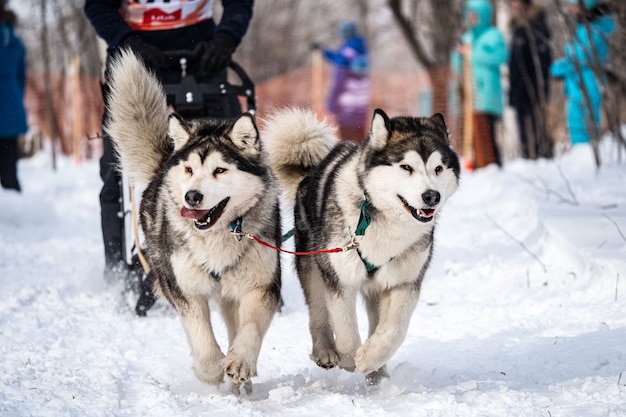 Un perro husky corre en la nieve.