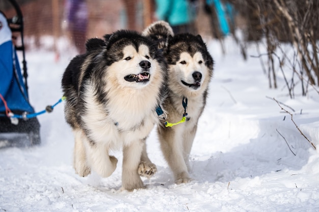 Un perro husky corre en la nieve.