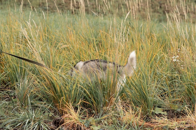 Perro Husky con una correa cavando algo en la hierba