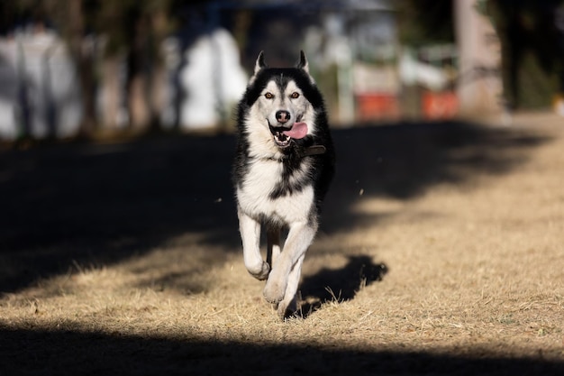 Foto perro husky corriendo en un parque con la lengua afuera y el fondo fuera de foco