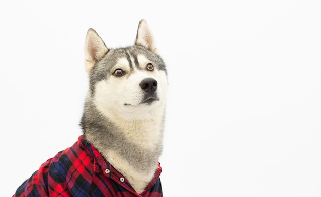 Perro husky divertido en camisa a cuadros se muestra la lengua