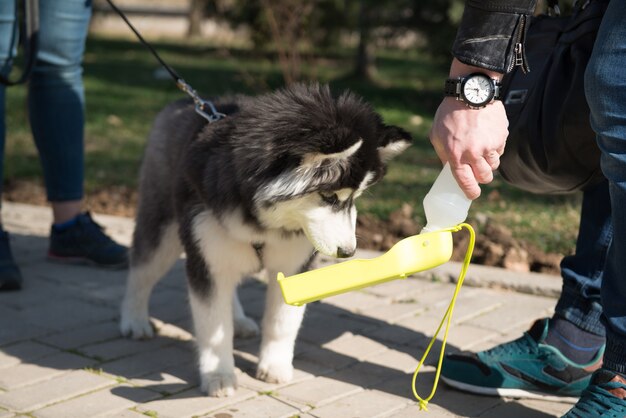 Perro Husky con dueños caminando en el parque de primavera, agua potable