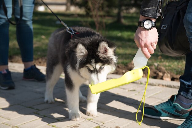 Perro Husky con dueños caminando en el parque de primavera, agua potable