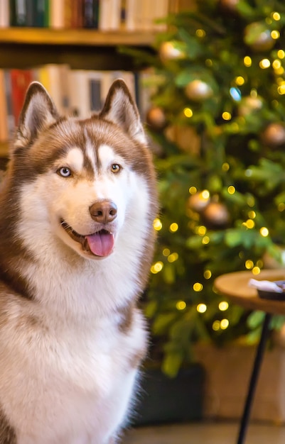 Perro Husky en una escena navideña