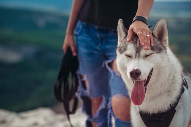 Perro husky gris y blanco en las montañas al atardecer