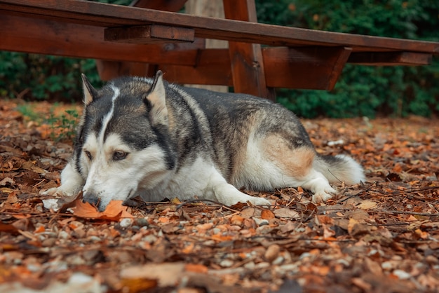 Perro husky huele una hoja seca