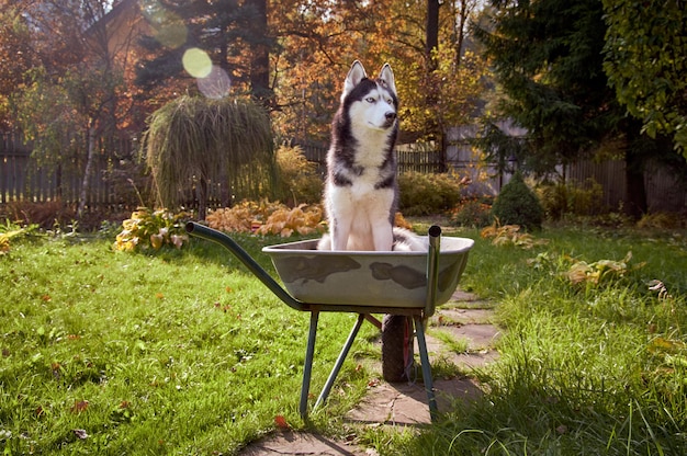 Perro Husky juega en un soleado jardín de otoño