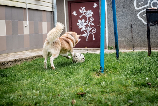 Perro Husky jugando en la hierba verde con balón de fútbol.