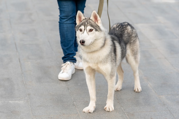 Perro Husky junto al primer plano de su dueño