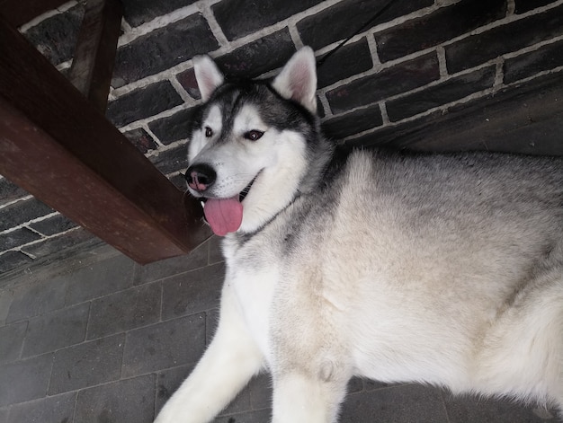 Un perro Husky con lengua extendida