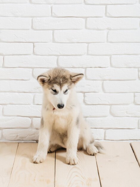 Perro Husky en madera con ladrillos