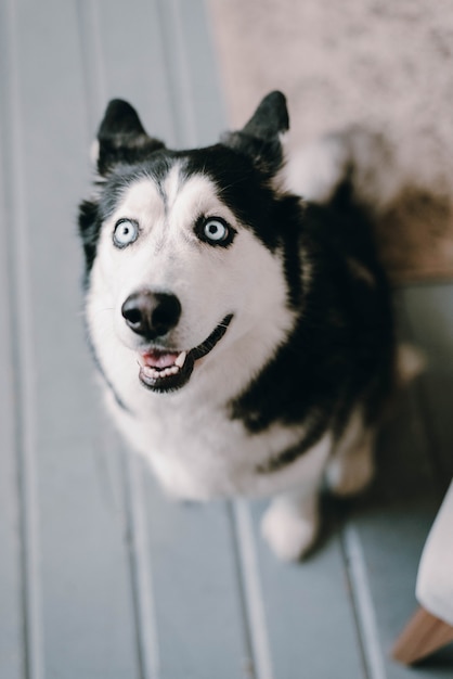 El perro husky mira hacia arriba. La mirada compasiva de un perro. Hermoso perro husky. El perro está en casa.