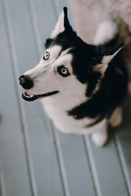 Perro husky mirando hacia un lado. La mirada compasiva de un perro. Perro husky feliz. El perro está en casa.