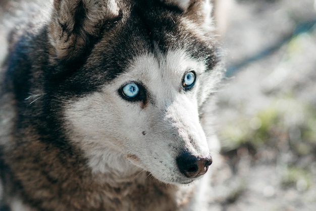 Foto perro husky mirando a otro lado con un llamativo ojo azul