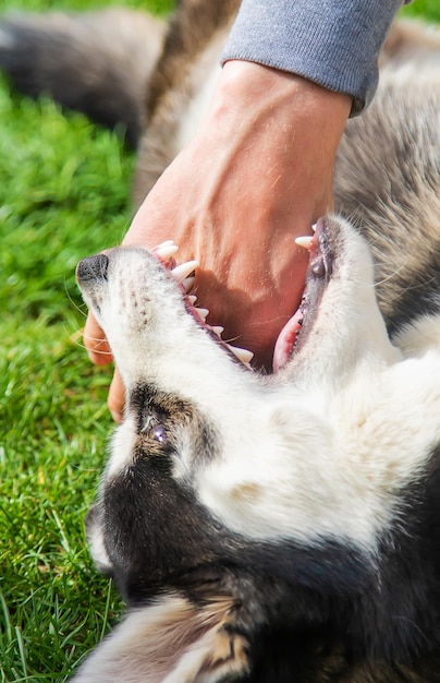 Perro Husky muerde a un hombre Enfoque selectivo