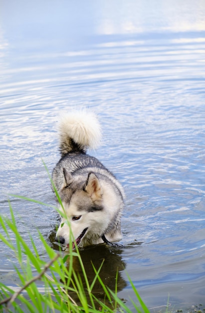 Perro Husky nadando en el lago.