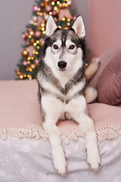 Perro Husky de Navidad. Concepto de hotel para animales.