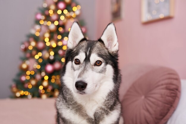 Perro Husky de Navidad. Concepto de hotel para animales.