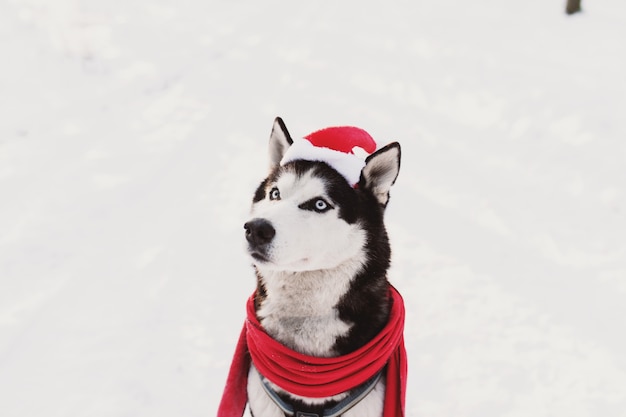 Perro husky de Navidad en traje de bufanda roja gorro de Papá Noel en bosque nevado