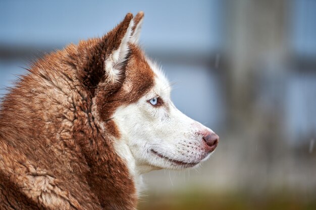 Perro husky con ojos azules al aire libre