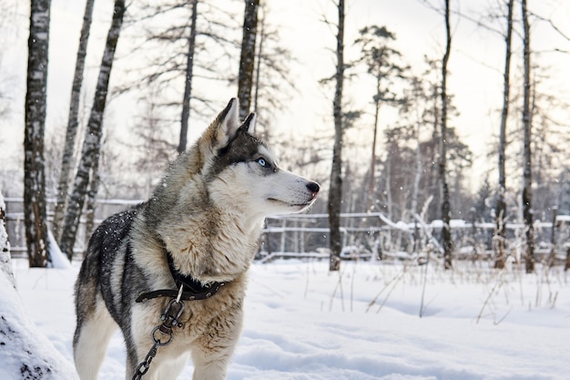 Perro husky de ojos azules en una cadena mira soñadoramente en la distancia en un paisaje invernal