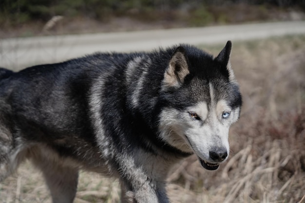 Un perro husky con ojos azules camina por un campo.