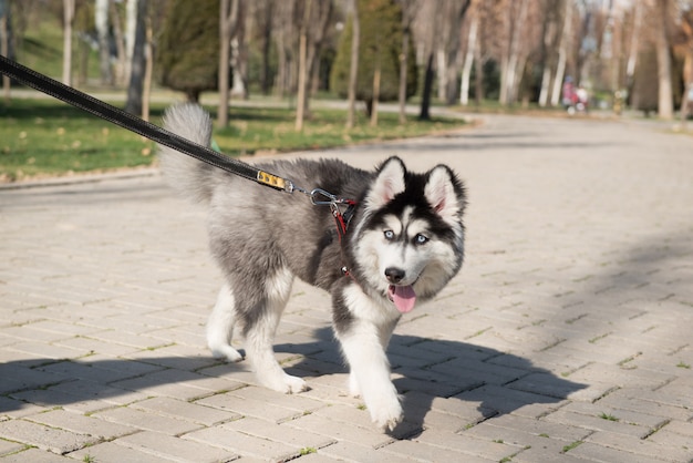 Perro Husky en el parque en la temporada de verano.