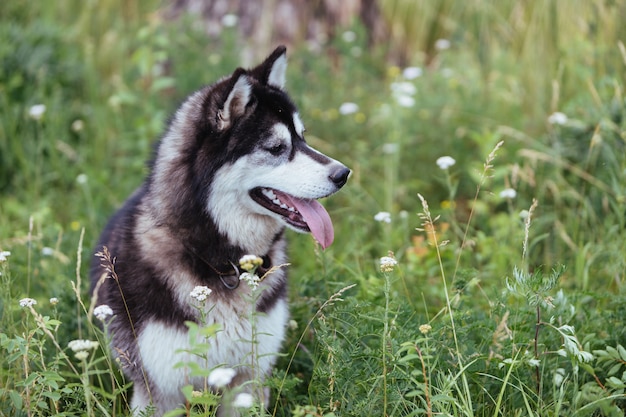 Perro Husky en un prado en la exuberante hierba verde mirando a lo lejos con la lengua fuera.