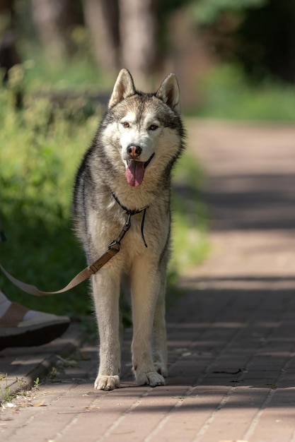 Foto perro husky raza amistosa un amigo del hombre perro en un paseo