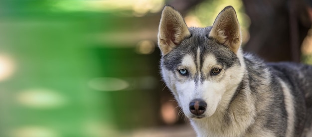 Foto perro husky en un retrato de bosque